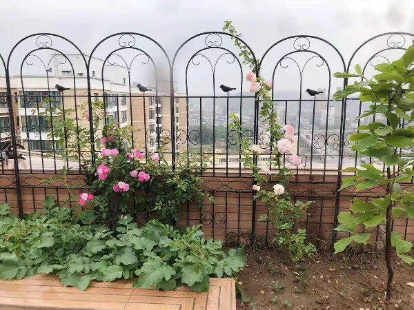 爬藤花架 攀爬架 花架 定做花架爬藤架薔薇月季種植柵欄戶外花架支撐桿鐵藝植物攀爬架『XY39367』 2
