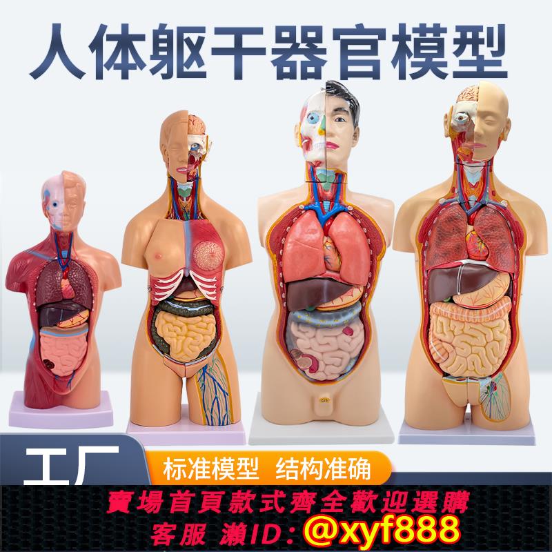 {可打統編 保固一年}45CM醫學內臟人體器官結構軀干解剖模型心臟構造兒童可拆裝教學