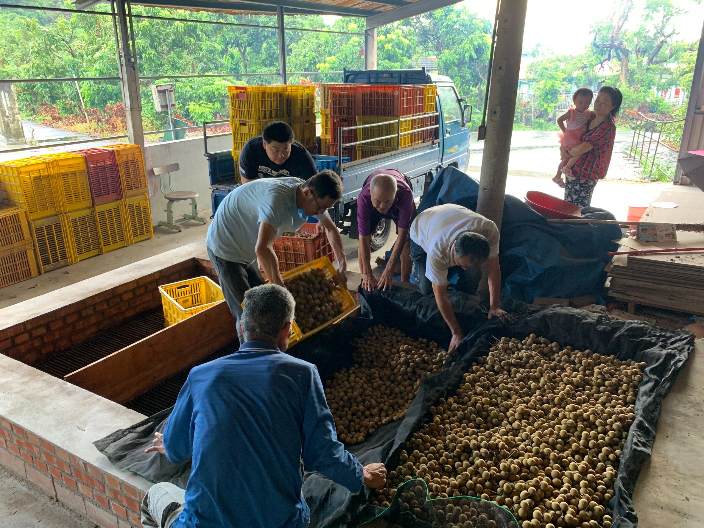 台南東山「賢爸與阿霖」土窯柴燒龍眼乾vs.龍眼肉 4