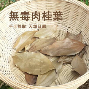 無毒台灣原生種肉桂葉 有機農場產地直送