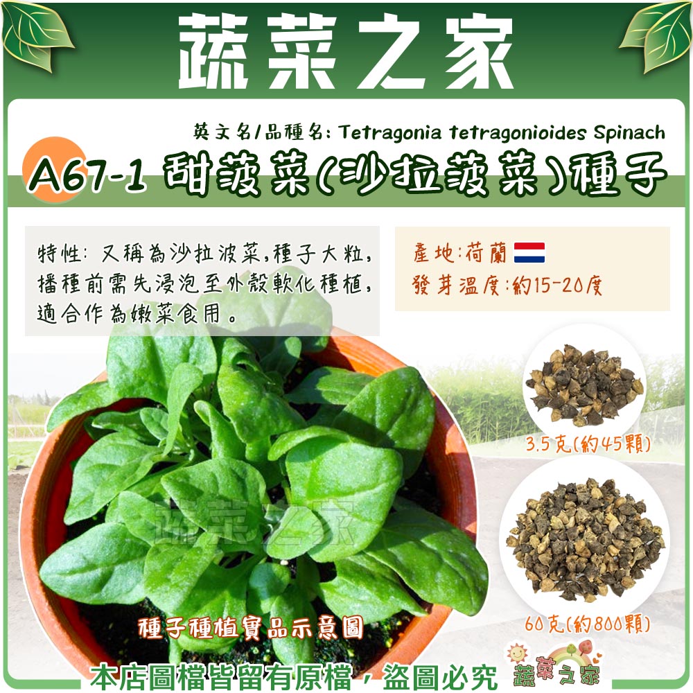 【蔬菜之家】A67-1.甜菠菜(沙拉波菜)種子 兩種包裝 產地荷蘭