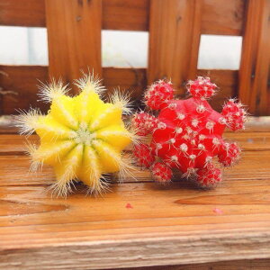 橄欖球玫瑰多肉仙人球三色球組合小盆栽室內開花防輻射新款植物