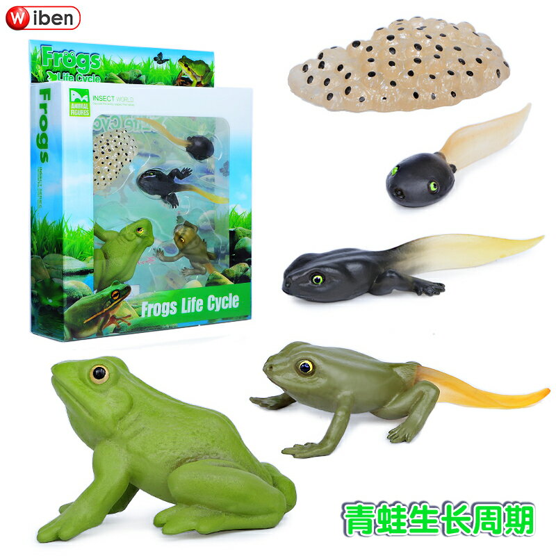 模擬昆蟲模型認知生命進化週期螞蟻青蛙小蝌蚪海龜科教兒童益智