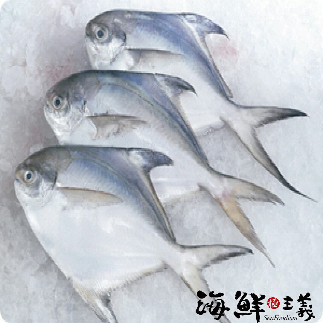 【海鮮主義】大白鯧魚 (500G/尾) ♕白鯧念起來有「昌榮」之意，煎了之後呈金黃色十分討喜，擺放在餐桌上很有好兆頭，肉質又鮮美，成為過年必買的魚種