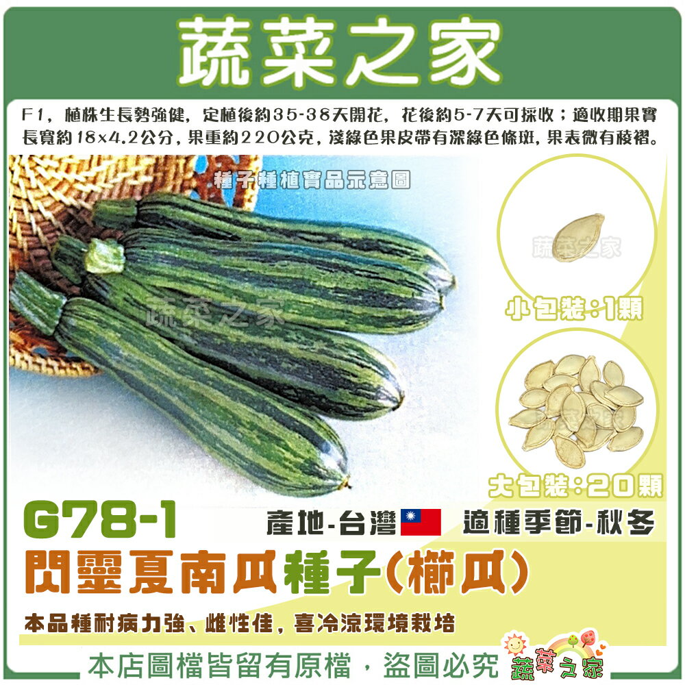 【蔬菜之家】G78-1.閃靈夏南瓜種子1顆(櫛瓜) F1 (共2種包裝可選) 植株生長勢強健，本品種耐病力強、雌性佳