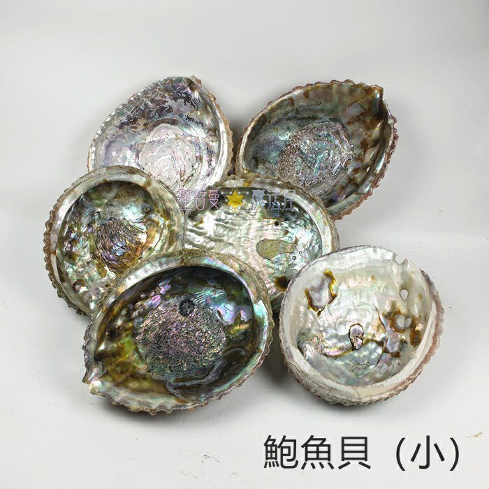 鮑魚貝殼 鮑魚貝 (Abalone Shell) ~可用來燒白鼠尾草或放置您的水晶及寶貝們 聖哲曼