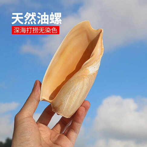 天然貝殼海螺卷貝魚繁殖殼油螺魚缸造景裝飾多肉盆栽花盆創意家居 協貿國際日用品生活3館 樂天市場rakuten 天然貝殼海螺卷貝魚繁殖殼油螺魚缸造景裝飾多肉盆栽花盆創意家居 協貿國際日用品生活3館 樂天市場rakuten