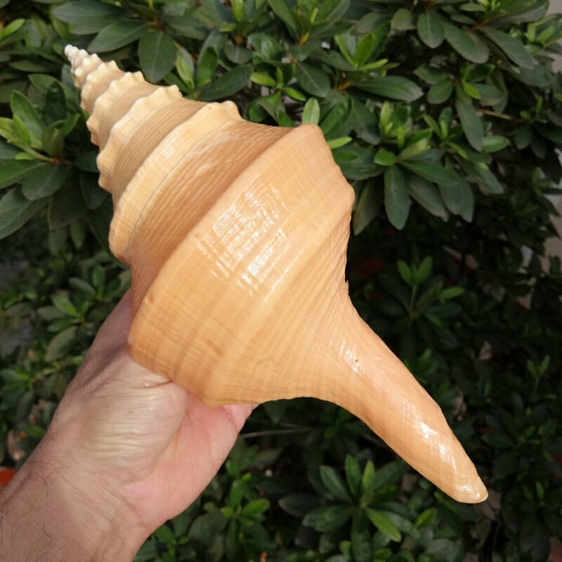 天然大海螺貝殼澳洲香螺長香螺號角螺 佛教密宗收藏擺件供奉法器