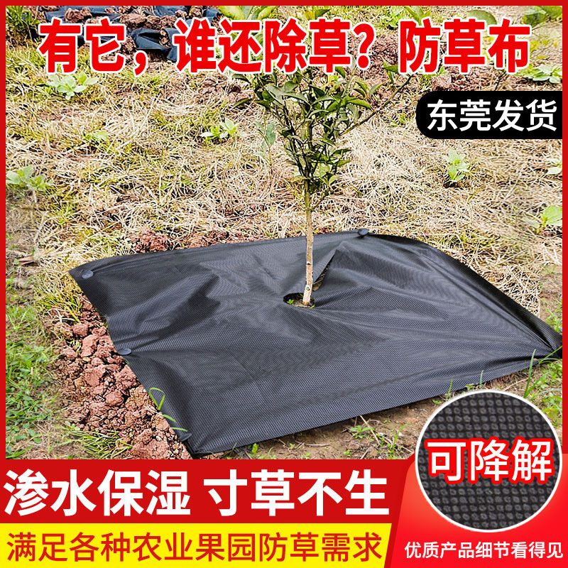 快速出貨】新型防草布除草布批發透氣透水檳榔樹果樹農用地膜蓋草布廠家