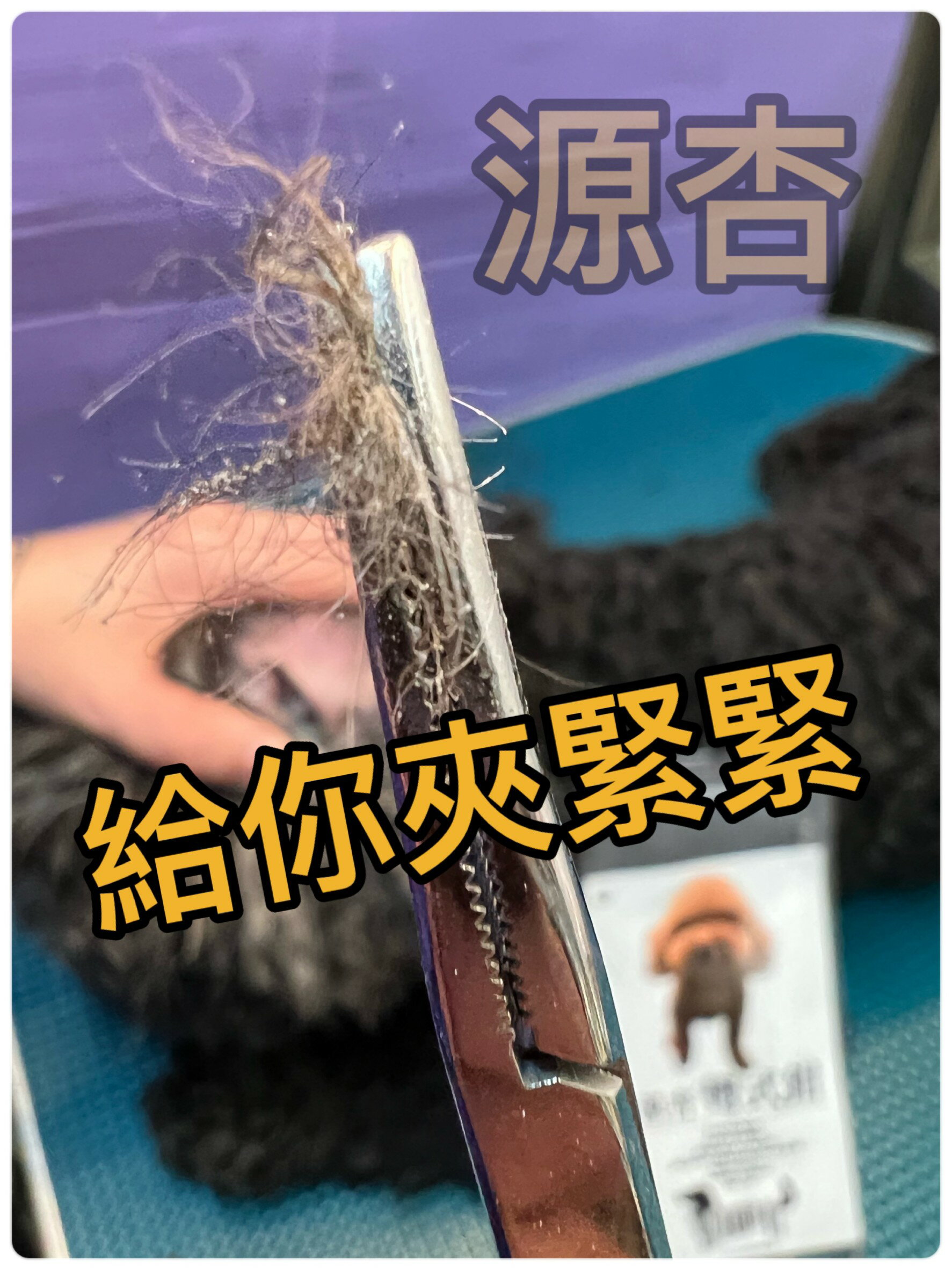 源杏  直式 拔毛 止血鉗 寵物 拔毛鉗14cm 另 彎頭鉗/直頭鉗( 寵物美容師國家考試必需品)☆四寶的店☆