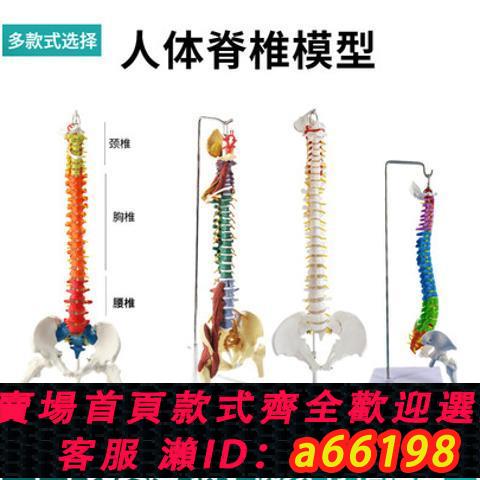 【臺灣公司 可開發票】人體脊柱模型1:1成人正骨練習脊椎模型頸椎腰椎人體骨骼模型骨架