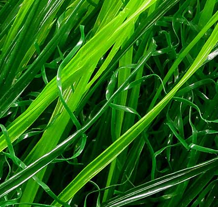 草坪仿真人造墊子塑料假綠植幼兒園人工綠色地毯圍擋戶外裝飾草皮