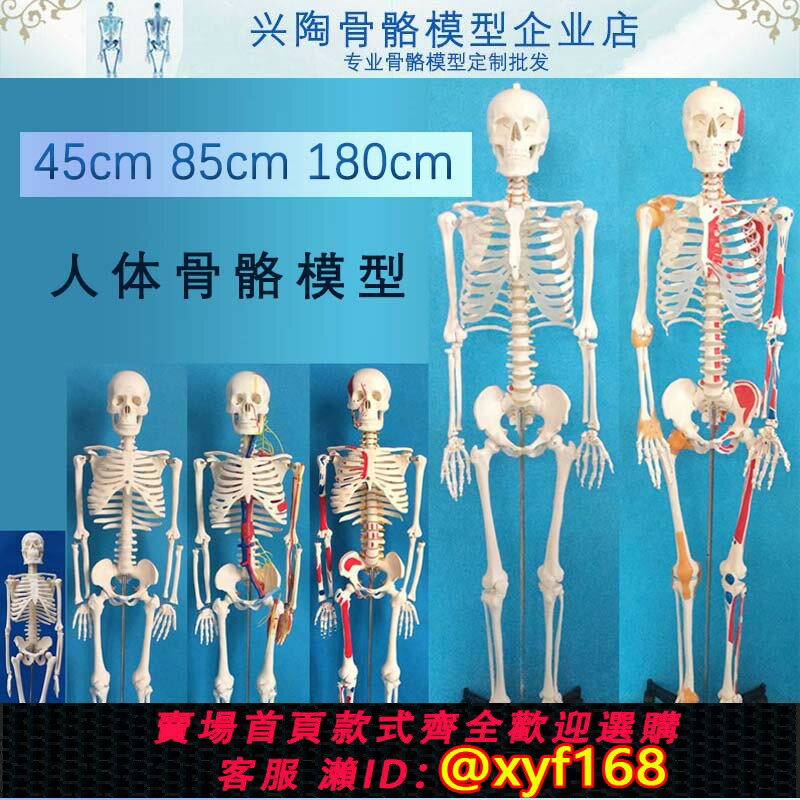 {保固一年 可打統編}45 85 170cm人體骨骼模型美術瑜伽教學擺件小白骷髏全身脊椎骨架