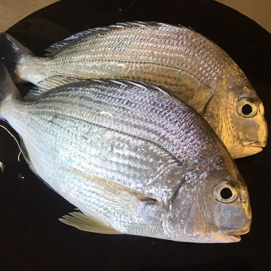 嚴選黃錫鯛300 350g 尾 羽堤生態漁場 羽堤生態漁場 Rakuten樂天市場