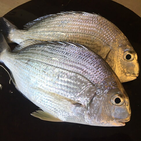 嚴選黃錫鯛300 350g 尾 羽堤生態漁場 羽堤生態漁場 Rakuten樂天市場 嚴選黃錫鯛300 350g 尾 羽堤生態漁場 羽堤生態漁場 Rakuten樂天市場