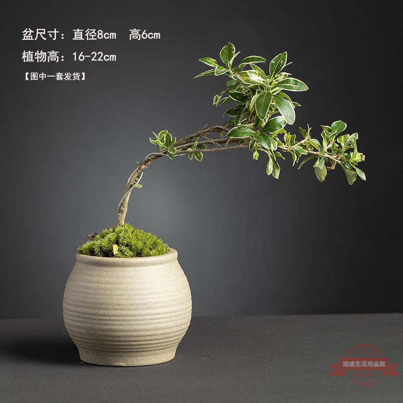盆景金邊懸崖提根老樁六月雪造景室內四季好養植物小盆景綠植擺件| 連盛