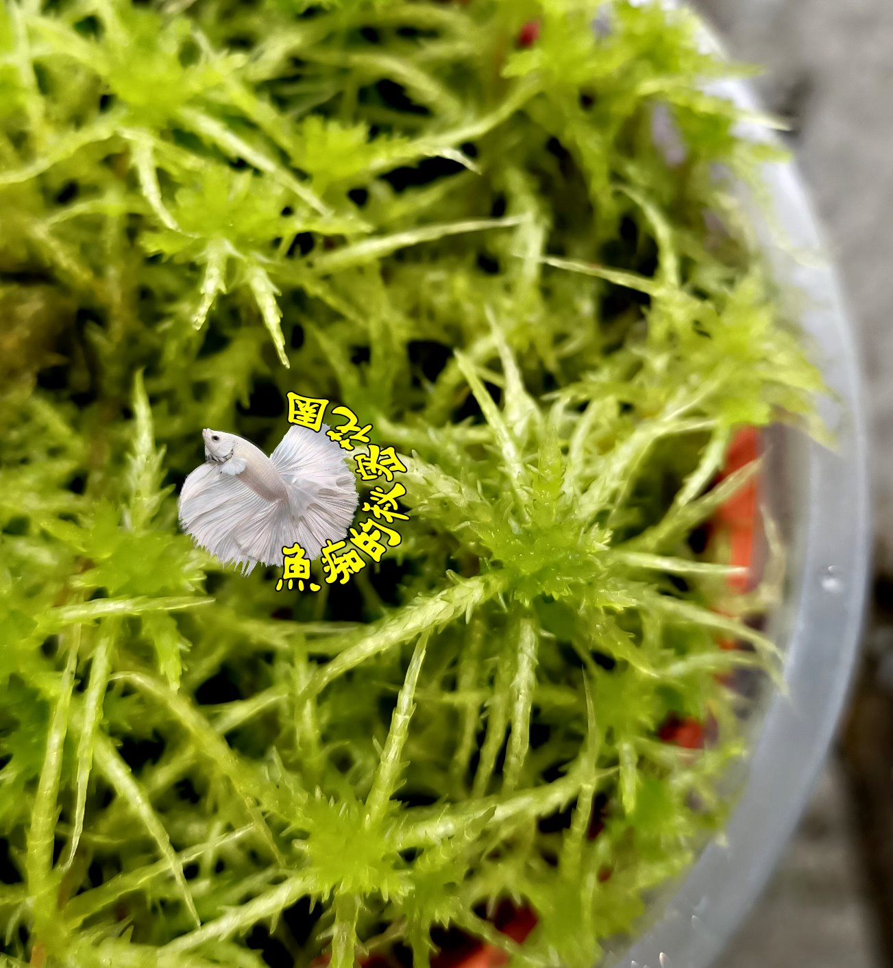 3吋盆 活水苔盆栽可以跟食蟲植物種一起保濕效果佳 送禮小品盆栽 季節限定 數量少 請先確認有沒有現貨 魚痴的秘密花園