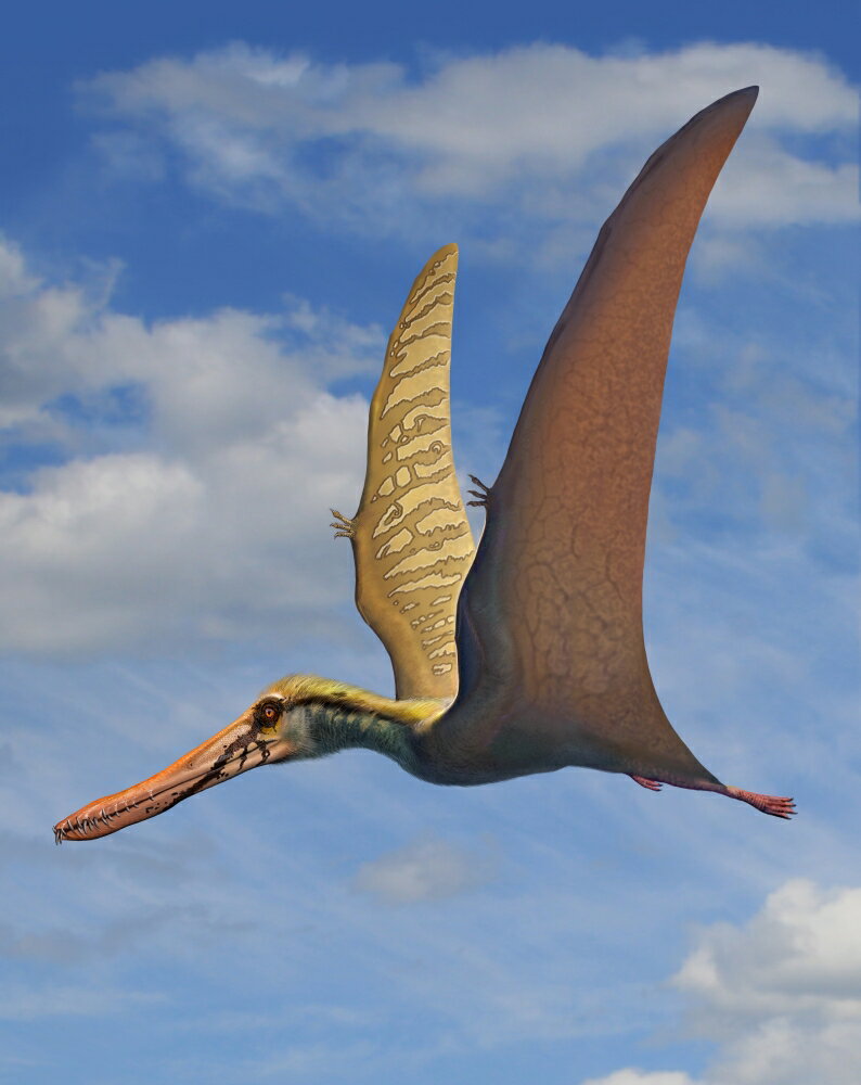 Posterazzi: Cearadactylus atrox a large pterosaur from the ...