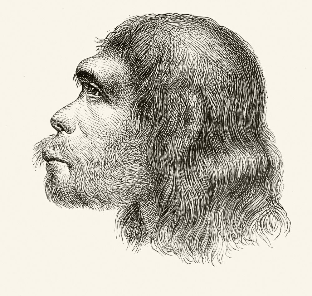 Posterazzi Head Of A Neanderthal Man Illustration From A 19Th Century