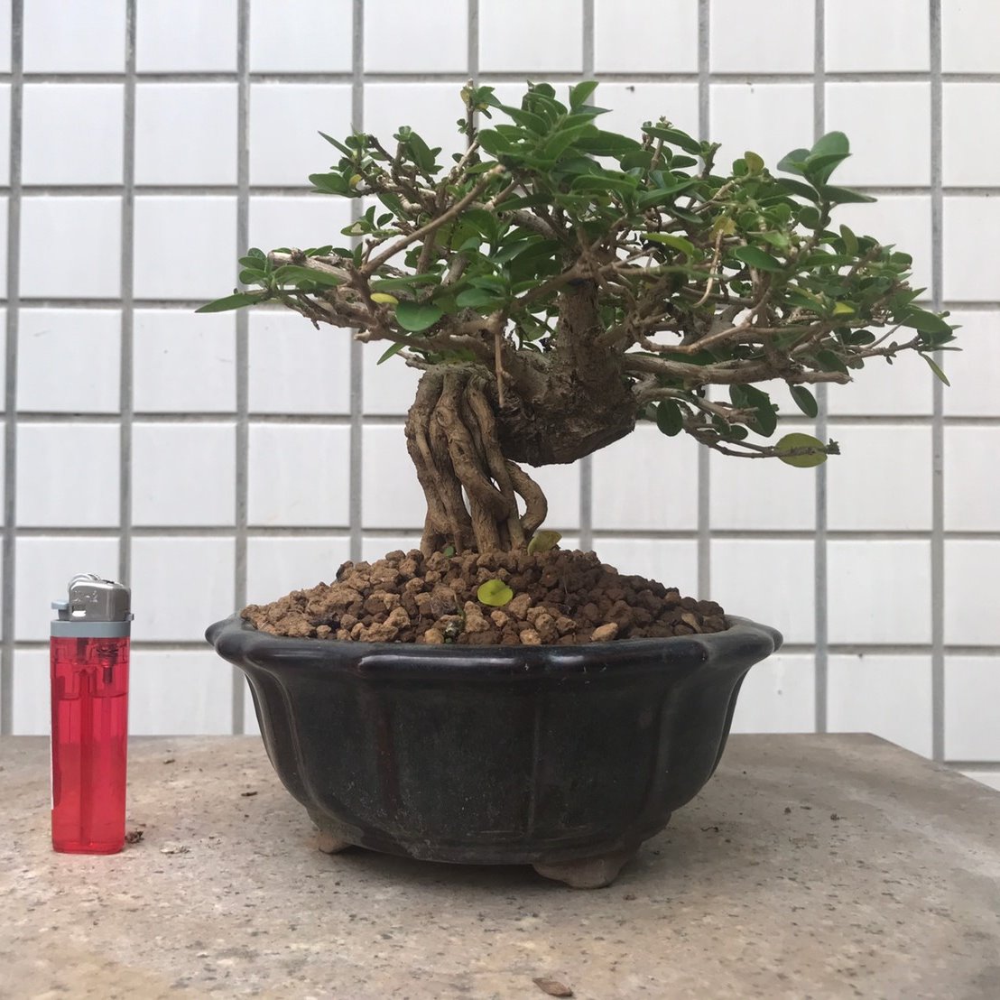 明陽盆栽園 露根細葉臭娘子 細葉 露根 樹高14 左右19 幹徑3 5cm 小品盆景 E 平台 Rakuten樂天市場