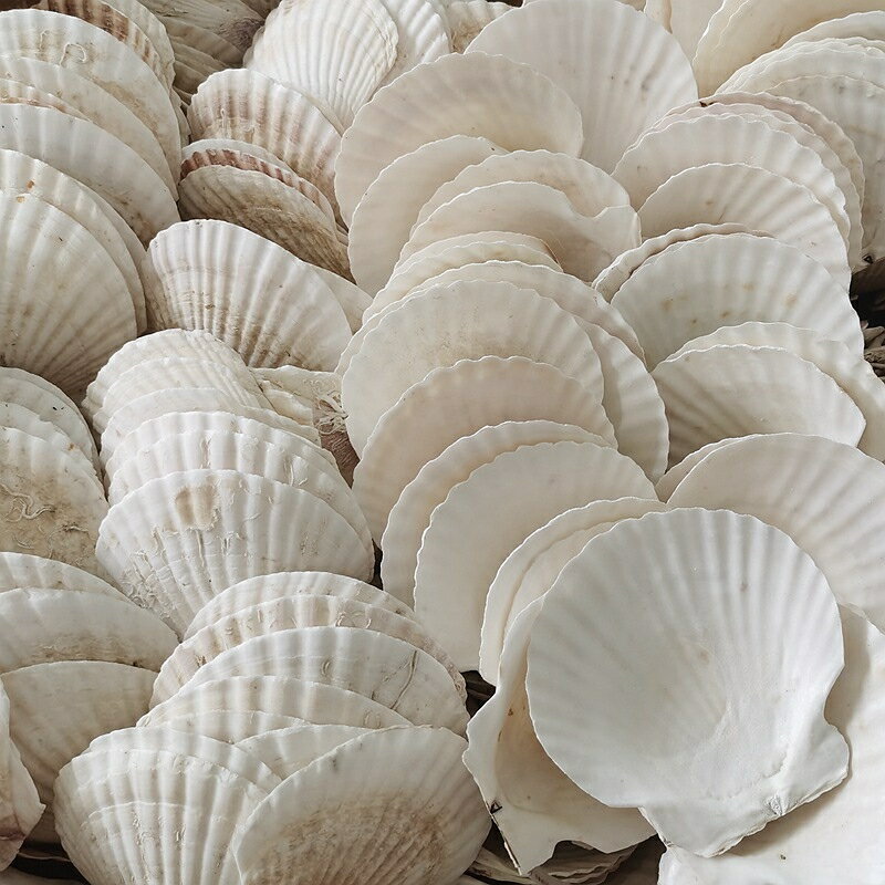 燒烤用蒜蓉粉絲白色大扇貝殼蒸扇貝夏威夷半殼大托盤貝殼