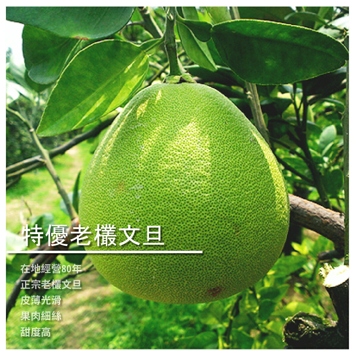 文旦 柚子 水果 美食與甜點 Rakuten樂天市場 文旦 柚子 水果 美食與甜點 Rakuten樂天市場