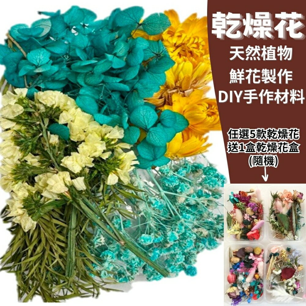【A-ONE】天然乾燥花 水藍金光 乾燥花材 花藝材料 松果 乾花 永生花 橡實 花瓣 拍照道具 婚禮 A06