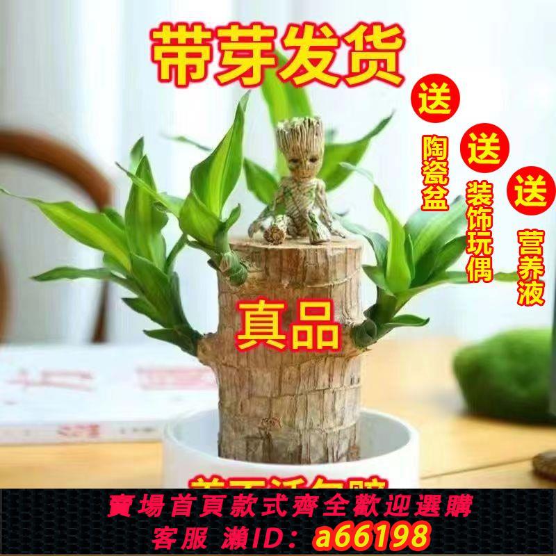 【臺灣公司 可開發票】【開混色花帶5個芽】正宗巴西木幸運木水培養室內桌面盆栽綠植物