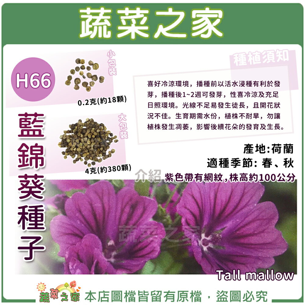 【蔬菜之家】H66.藍錦葵種子(紫網紋)(共有2種包裝可選)