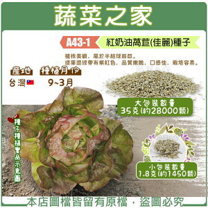 【蔬菜之家】A43-1.紅奶油萵苣(佳麗)種子 (共有2種包裝可選)