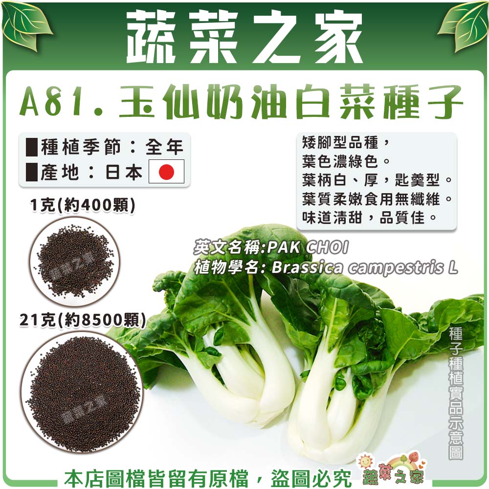 【蔬菜之家】A81.玉仙奶油白菜種子(共兩種包裝可選)