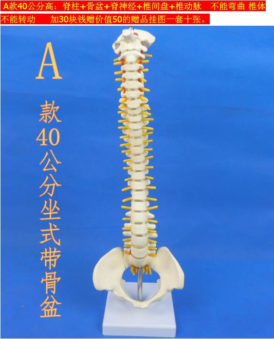 最低價】【公司貨】脊椎模型成人脊柱模型人體正骨骨骼模型彩色脊椎腰椎