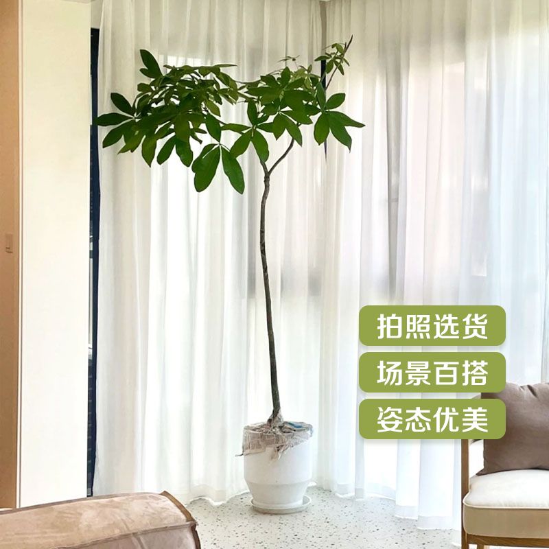 免運 原生發財樹盆栽造型大型綠植室內庭院客廳凈化空氣觀葉網紅植物328L 快速出貨