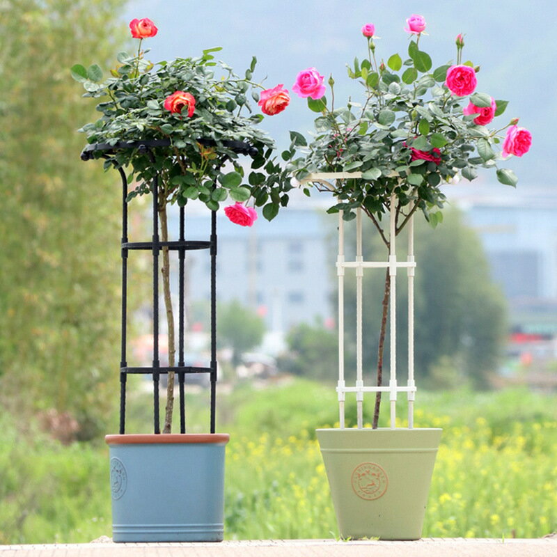 熱銷/免運 園藝組裝植物支架玫瑰爬藤架單圈傘形戶外月季鐵線蓮薔薇