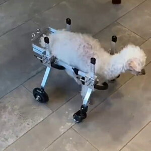 狗狗癱瘓輪椅老齡寵物狗全身無力四肢前腿殘疾輔助行走后肢輪椅車