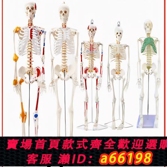 【臺灣公司 可開發票】45 85 170cm人體骨骼模型骨架人體模型成人小白骷髏教學脊椎全身