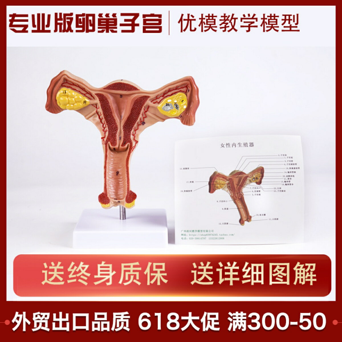 女性卵巢子宮模型人體生殖器官陰道解剖結構模型醫院學校教學演示