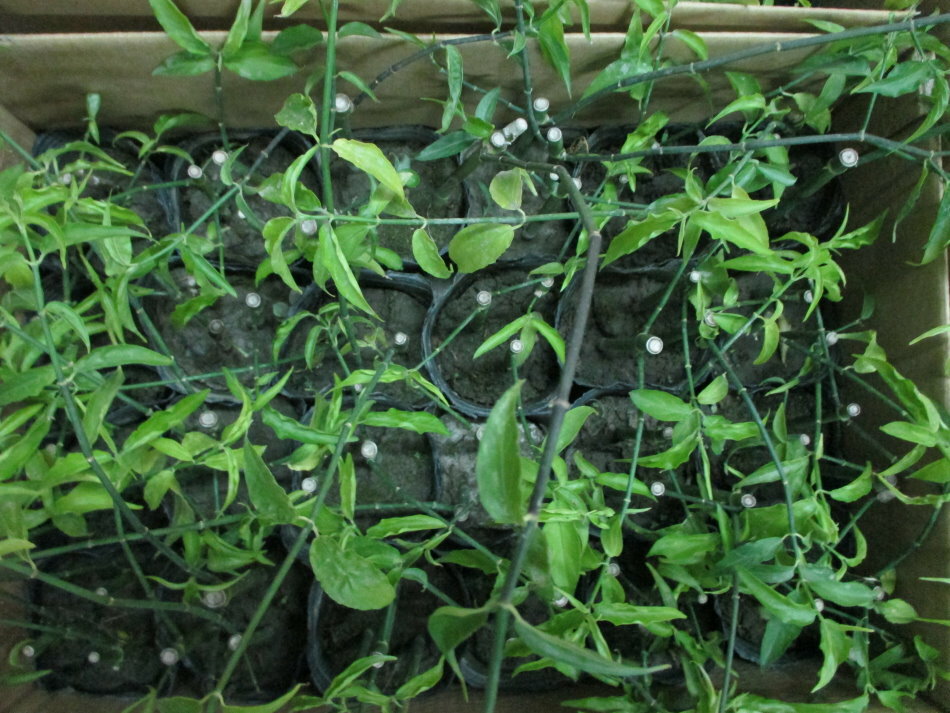 憂遁草(沙巴蛇草)(台灣種植)買5苗多送1苗 6
