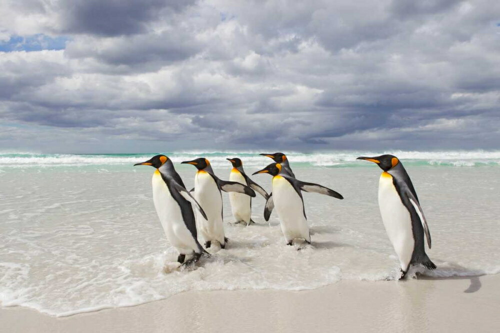 Posterazzi: King Penguin group on beach walking into surf Volunteer ...