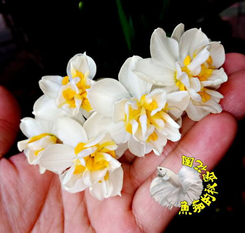 開花超香 單球價格 新品種玉玲瓏重瓣水仙花球根 過年必備香花植物 根部泡水即可生根 很快開花 種土或水耕都可以 0 直購 開花超香 單球價格 新品種玉玲瓏重瓣水仙花球根 過年必備香花植物 根部泡水即可生根 很快開花 種土或水耕都可以 0 直購