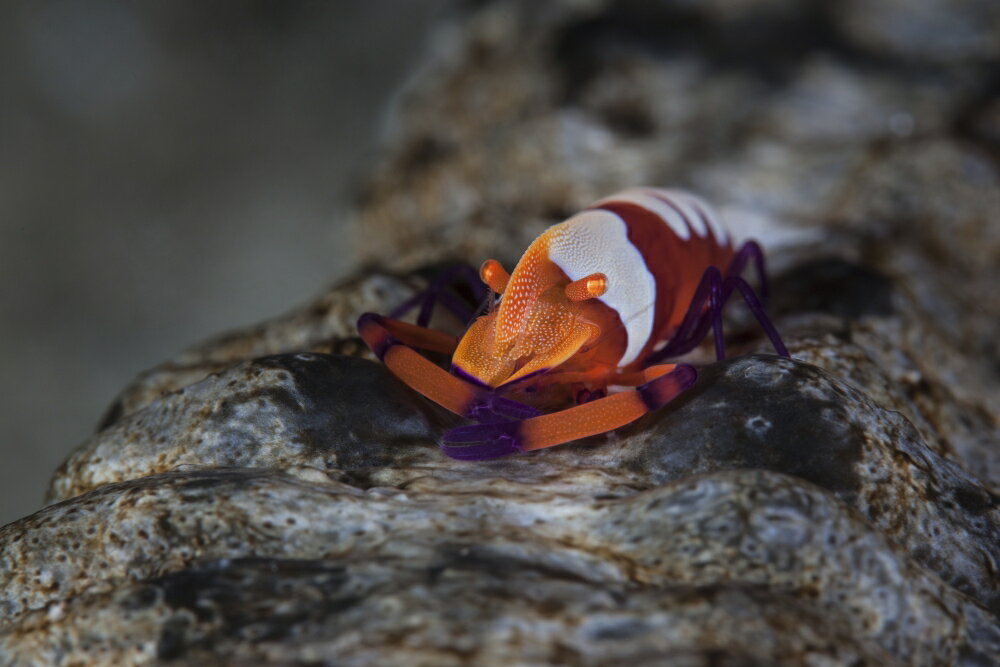 Posterazzi A Colorful Emperor Shrimp Sits Atop A Sea Cucumber