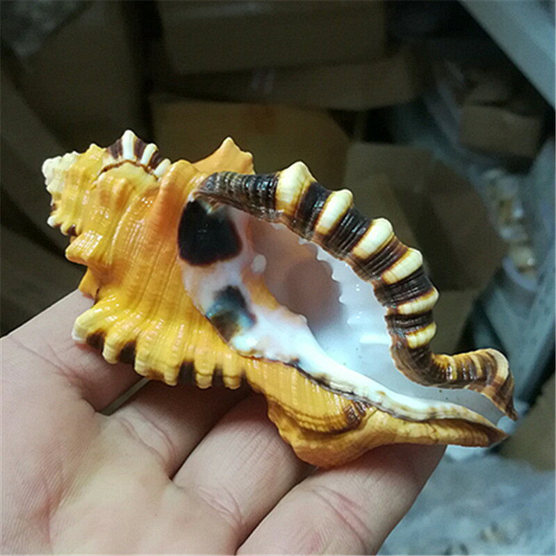 象鼻螺 天然貝殼海螺稀有標本螺魚缸水族裝飾家居收藏 拍攝道具