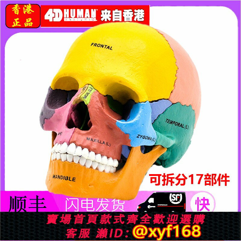 {保固一年 可打統編}正品4D MASTER彩色人體頭骨模型，4dmaster骷髏教學科普拼裝模型