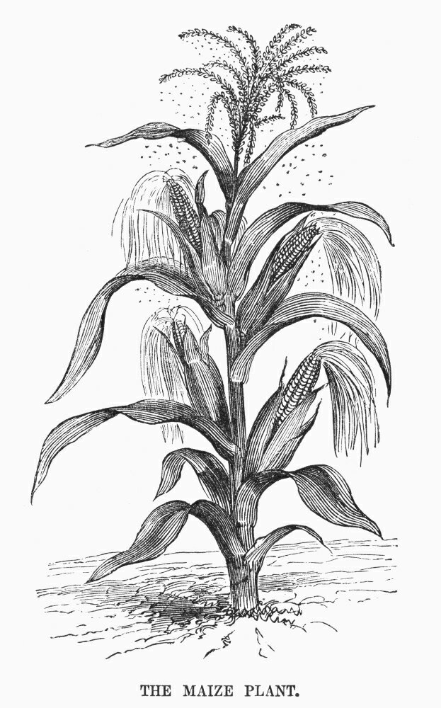 Posterazzi: Botany Corn Nwood Engraving 19Th Century Rolled Canvas Art ...