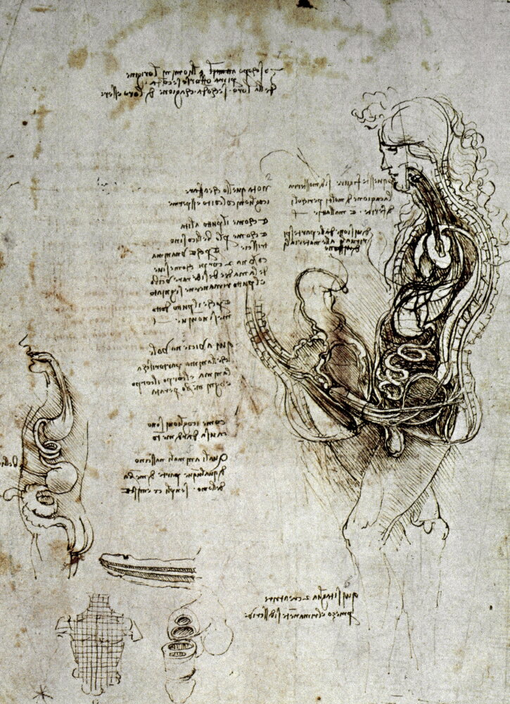 Posterazzi Leonardo Da Vincindrawing Of The Human Sexual Organs Rolled 6645