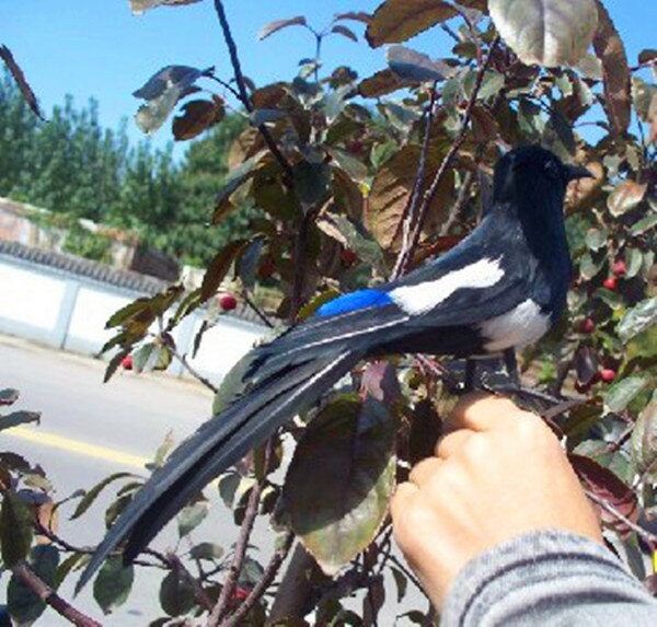 定做模擬鳥動物模型 模擬喜鵲 拍照道具 各種彩色羽毛小鳥