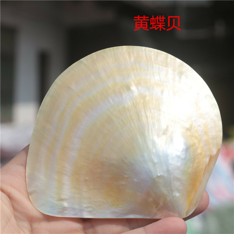 天然黃蝶貝企鵝貝海螺貝殼收藏水族箱魚缸造景地臺家居裝飾品道具