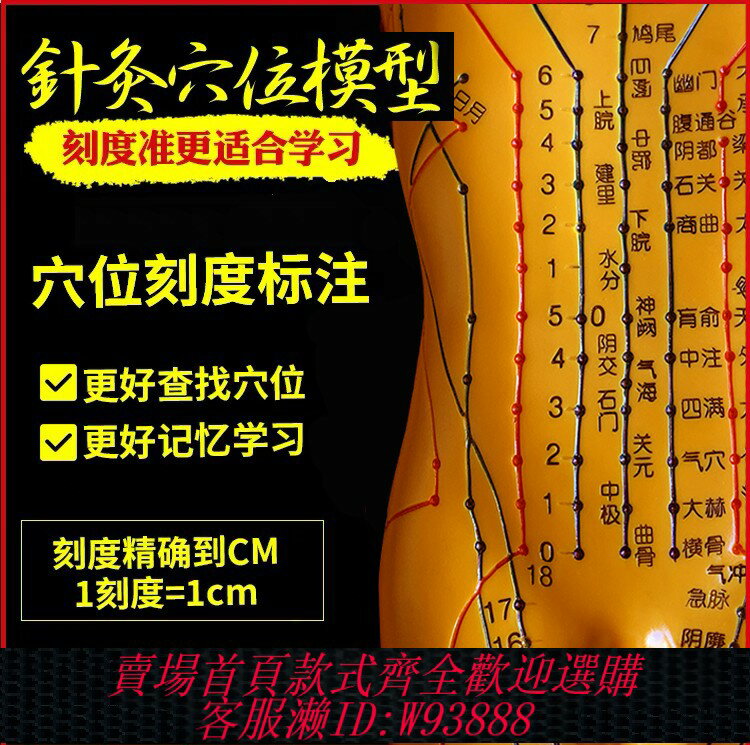 {臺灣公司貨 可打統編}針灸穴位人體模型人全身中醫十二經絡小皮人經絡圖穴位模特可扎針