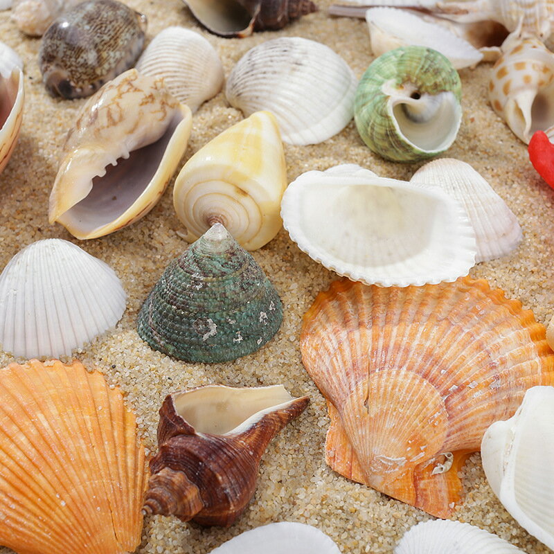 貝殼海螺珊瑚魚缸裝飾品拍攝道具工藝品微景觀地中海海星擺件
