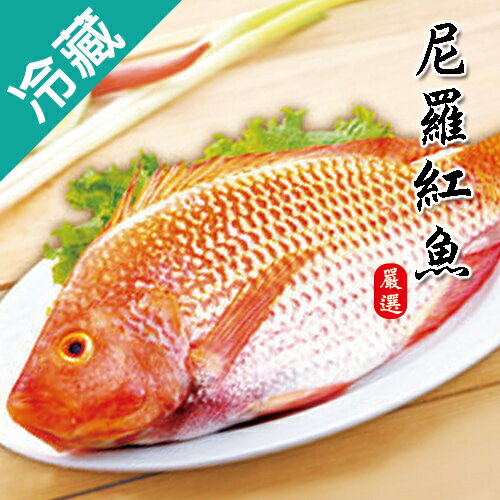 尼羅紅魚1尾(500~600g/尾)【愛買冷藏】